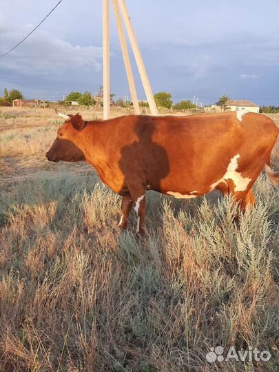 Корова стельная дойная