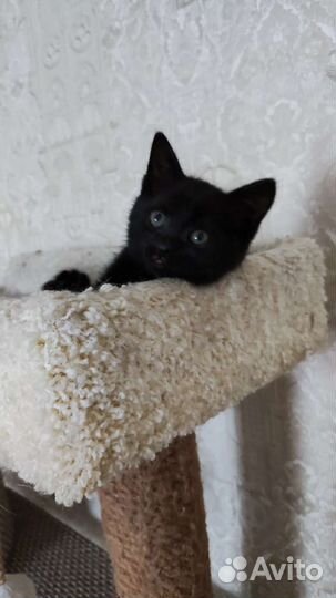 Котик Малыш 1,5 месяца
