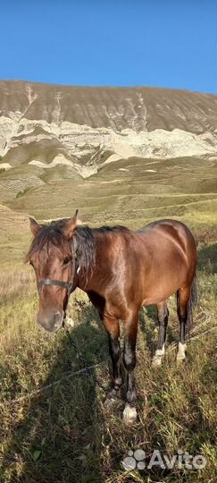 Лошадь жеребец