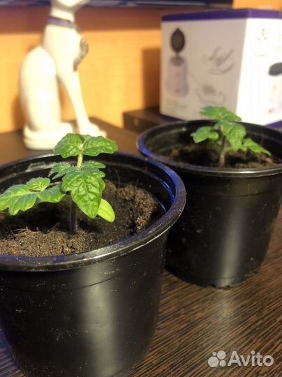 Рассада штамбовый томат Блек бой