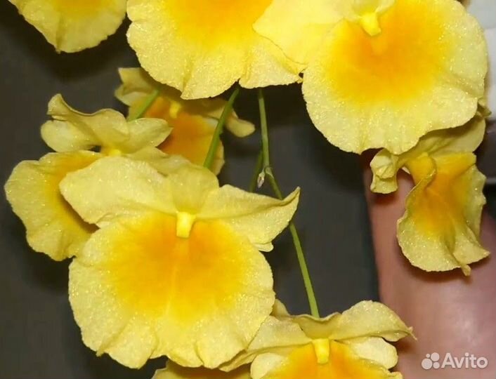 Орхидеи (каттлея, дендробиум)