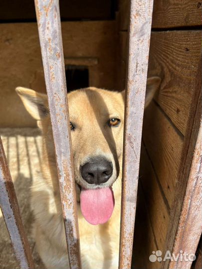 Метис овчарки