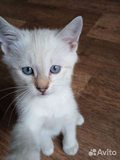 Котенок породы охос азулес