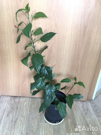 Алоэ гибискус китайская роза