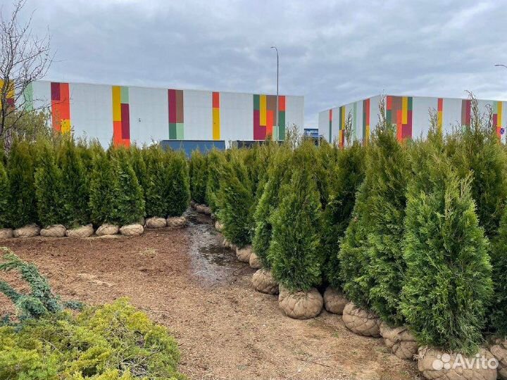 Туя смарагд