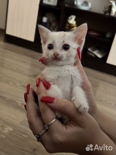 Котята