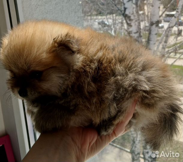 Померанский шпиц мини щенки