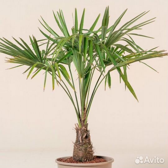 Пальма Трахикарпус Форчуна веерная