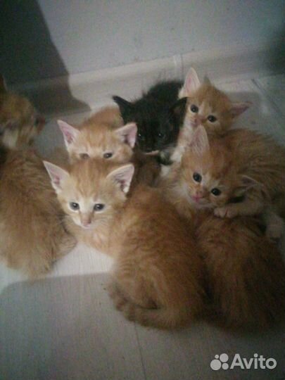 Котята в добрые руки