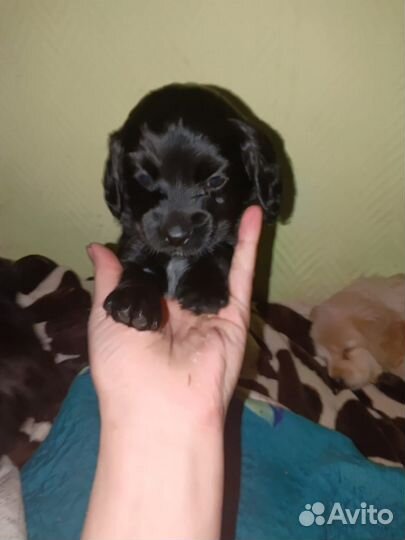 Спаниель помесь