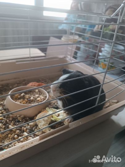 Продам морскую свинку