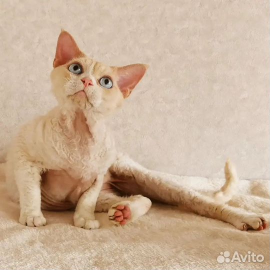 Шикарные взрослые девон-рекс