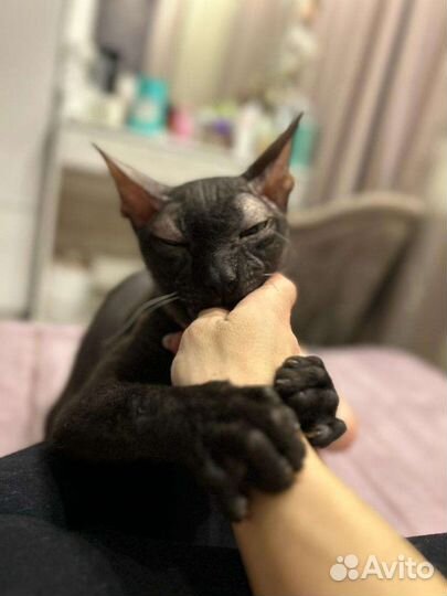 Канадский сфинкс вязка