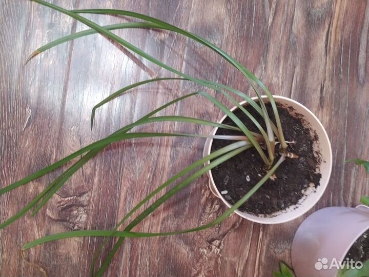 Гибискус декабрист выскочка