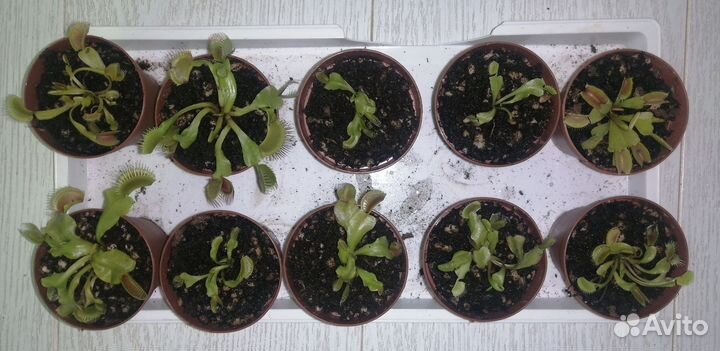Ростки венериной мухоловки