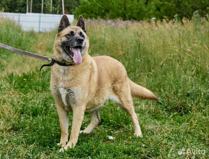 Айта, метис акиты