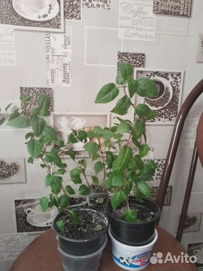 Фуксия
