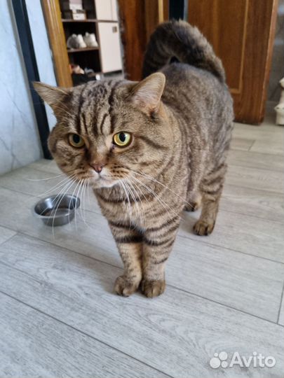 Кот в добрые руки