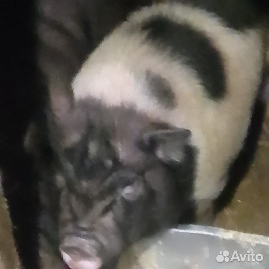 Вьетнамский