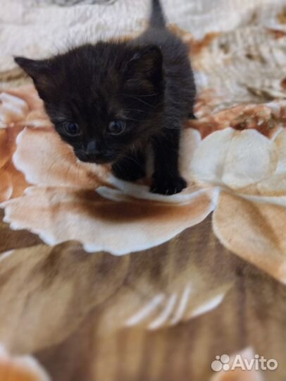 Отдам котенка в добрые руки