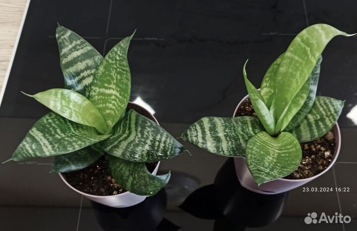 Сансевиерия ханни и Эухарис (Амазонская лилия)