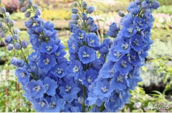 Дельфиниум