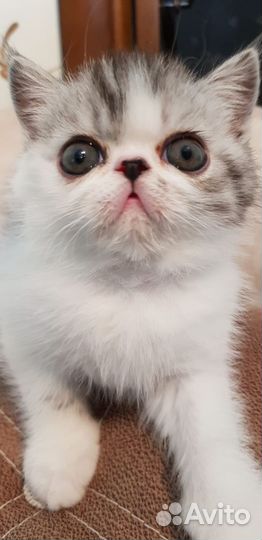 Котики экзотики