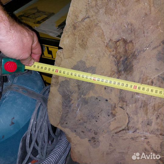 Торцевой спил дуба