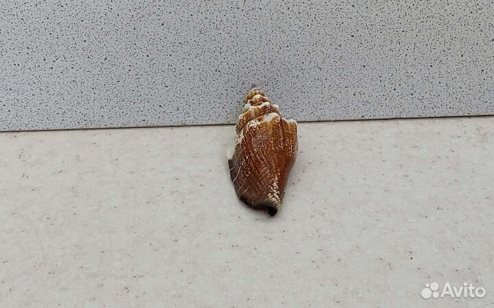 Стромбус Урсус 5,3 морская ракушка раковина