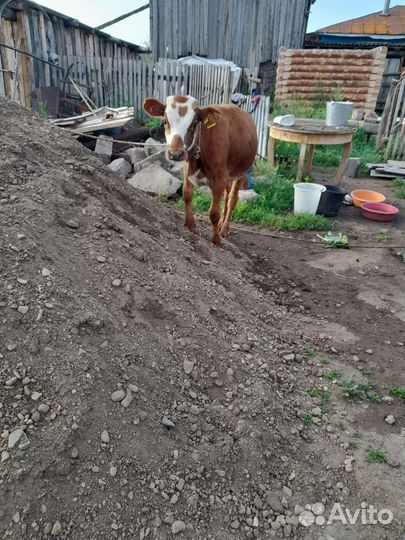 Телёнок пол года