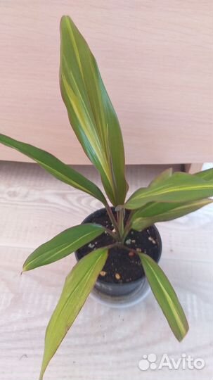 Кордилина Киви