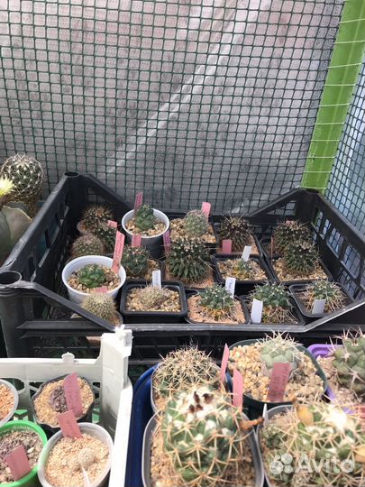 Продам кактусы