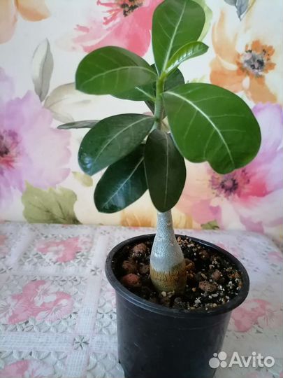 Адениум (роза пустыни)