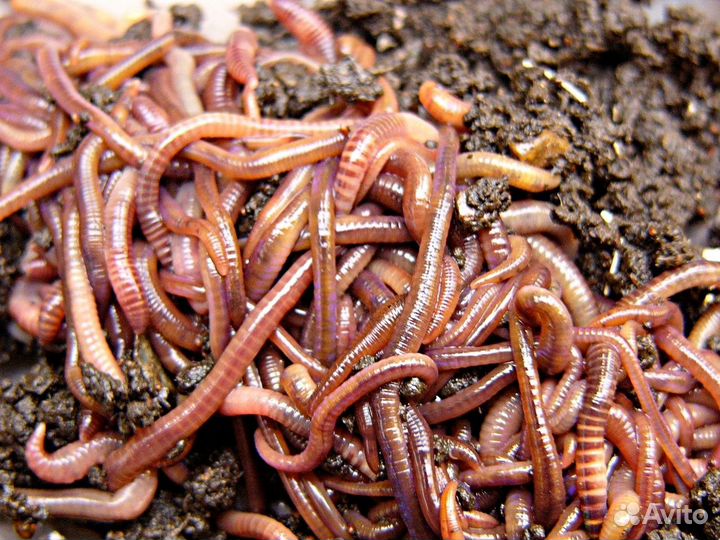 Дождевые калифорнийские черви