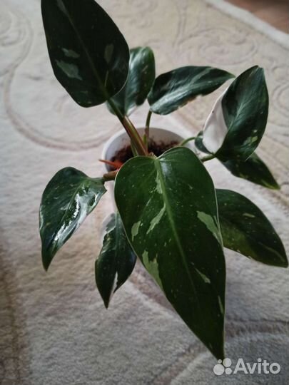 Филодендрон