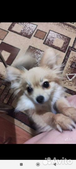 Маленькие собаки шпиц