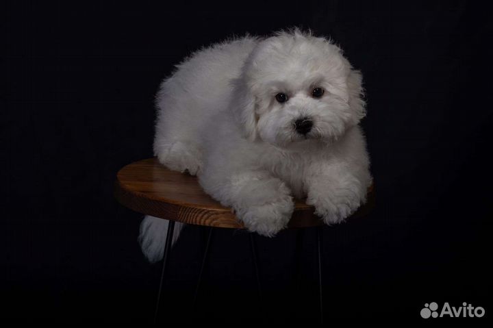 Щенки бишон фризе
