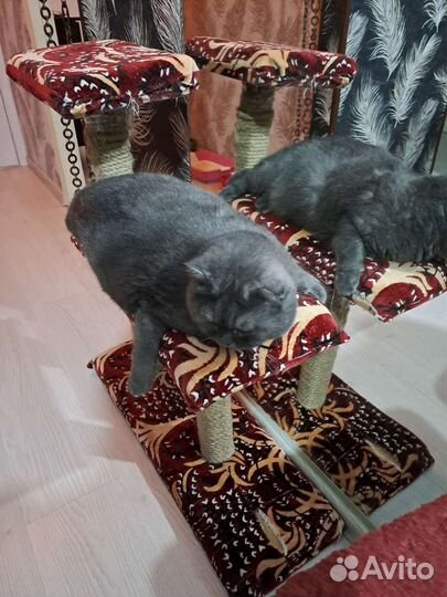 Британская кошка в дар