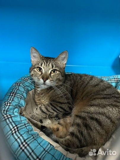 Кошечка из приюта в добрые руки