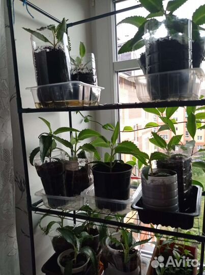 Каланхоэ лечебное