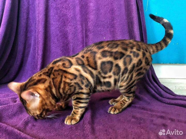 Бенгальский кот вязка