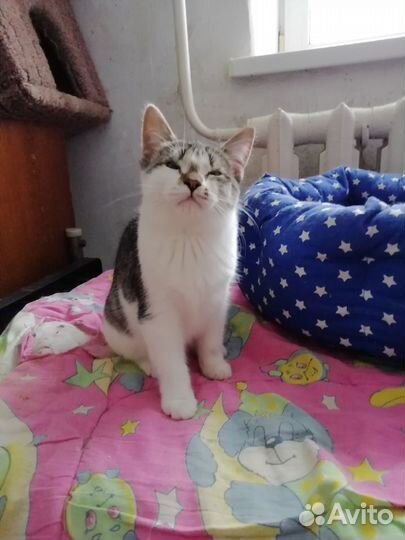 В добрые руки