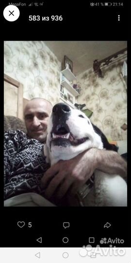 Среднеазиатская овчарка алабай щенки