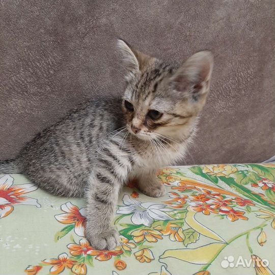 Котенок, девочка