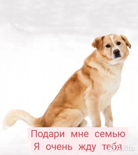 Собака в добрые руки