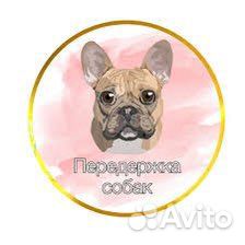 Передержка собак мелких пород в домашних условиях