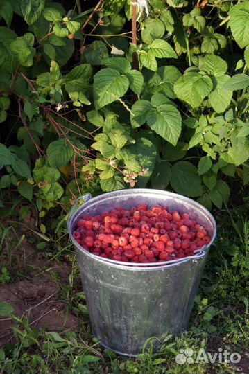 Саженцы малины