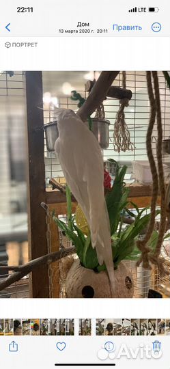 Попугай корелла птенцы