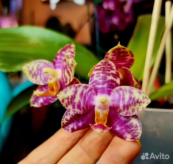 Коллекционная огромная орхидея P. Zheng Min Huena