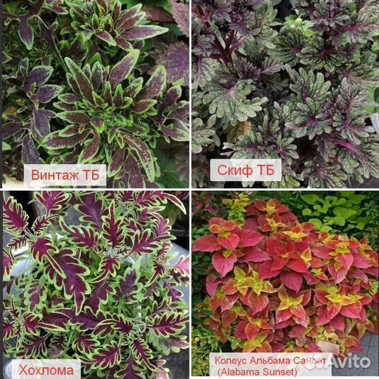 Колеус вегетативный эксклюзив